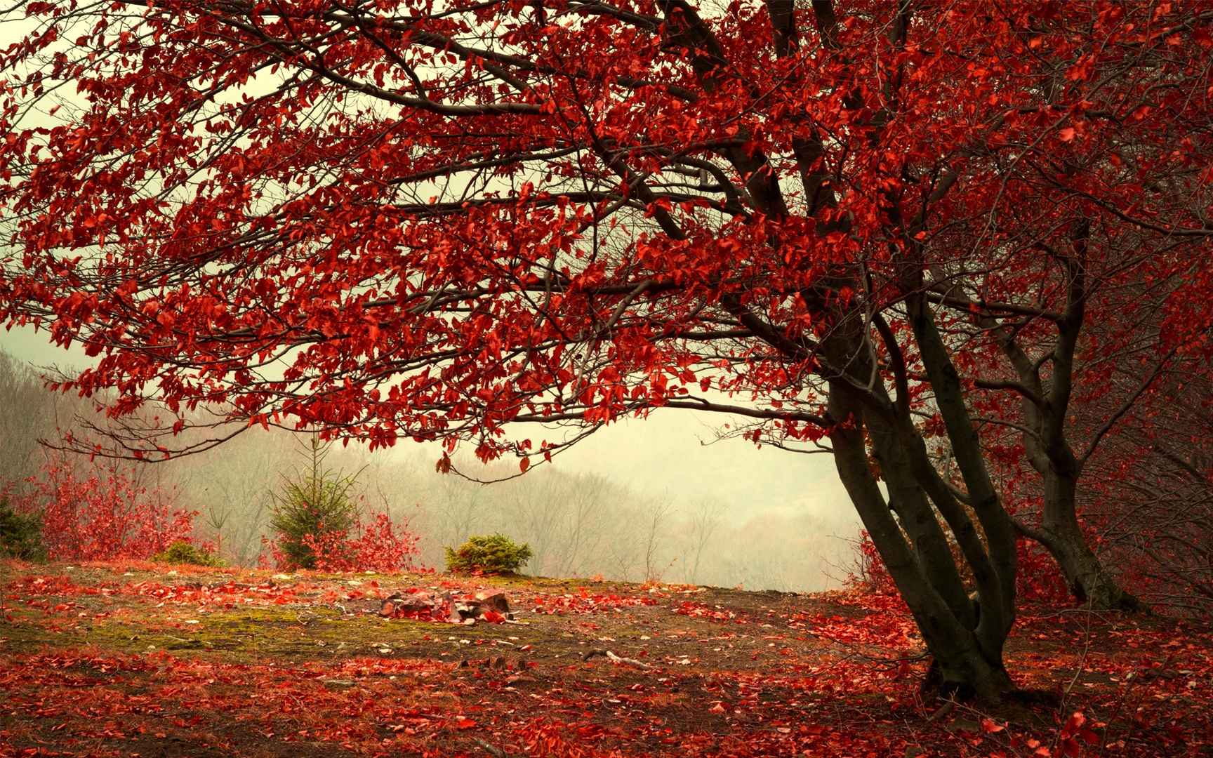 北京香山秋天的红叶桌面壁纸