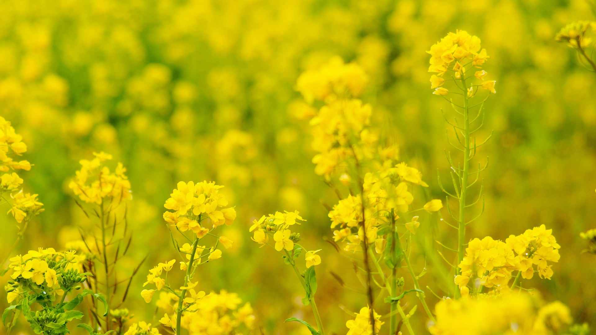 高清金灿灿的油菜花电脑桌面壁纸