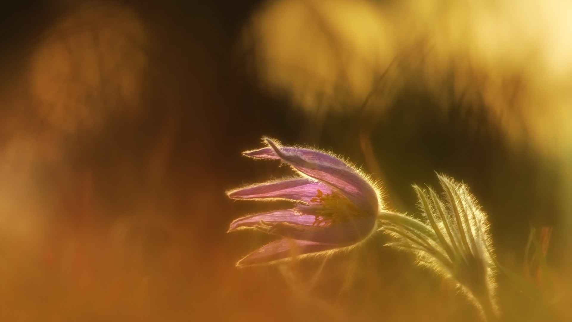 清新养眼植物高清桌面壁纸