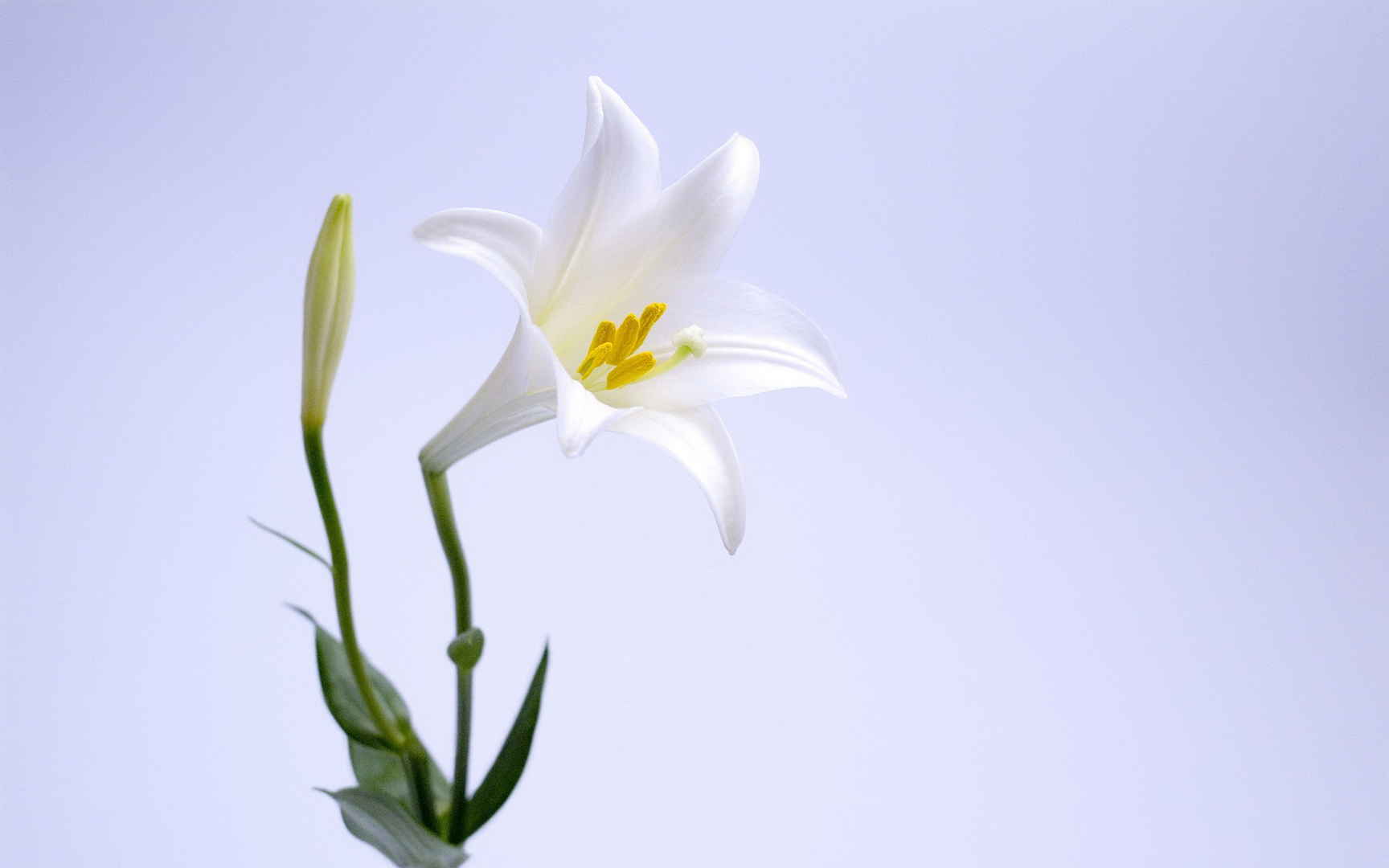高清淡雅百合花电脑桌面壁纸