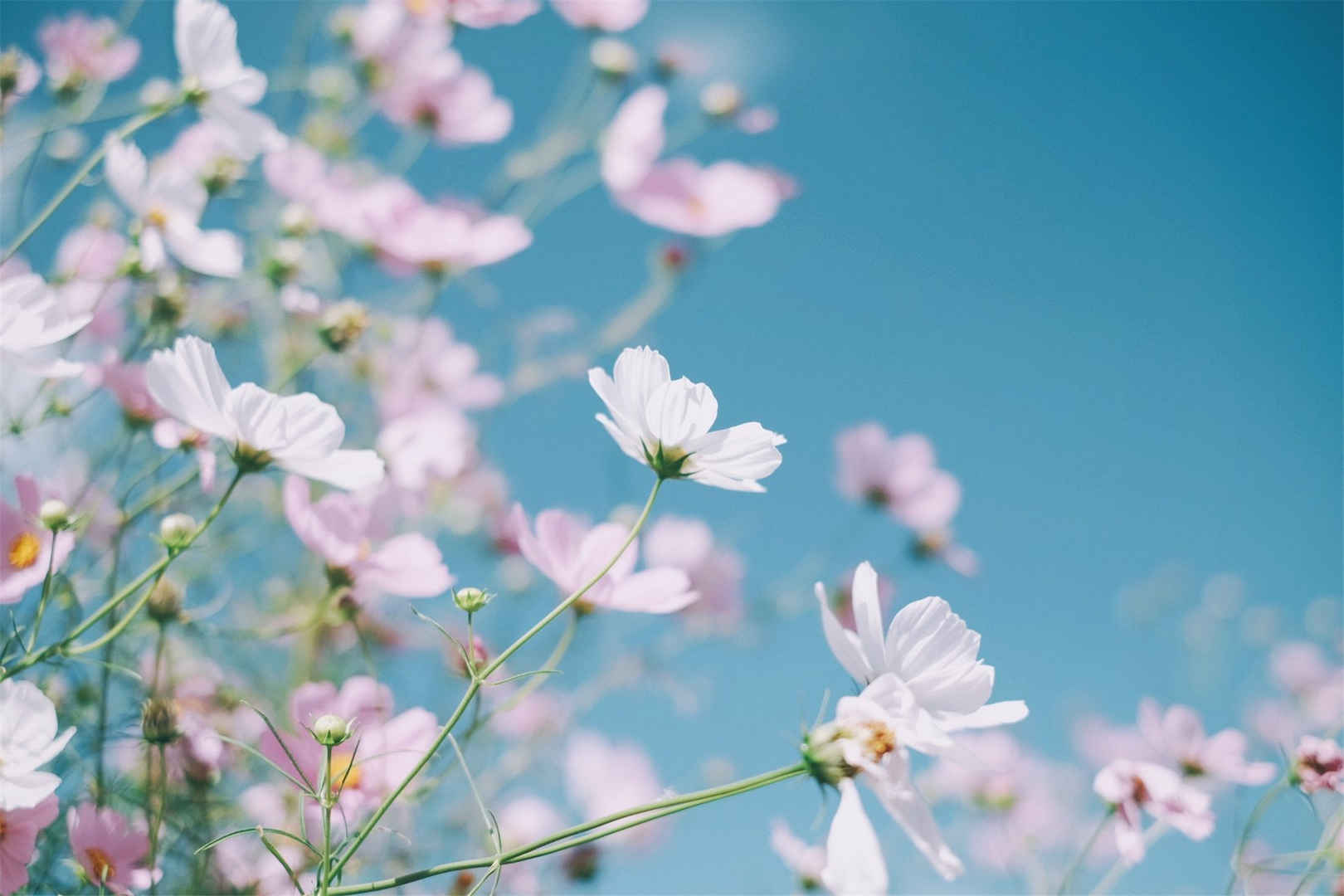 清新好看花朵风景图片壁纸