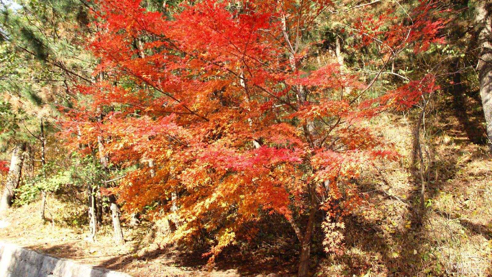 高清青岛崂山醉人秋景电脑桌面壁纸-