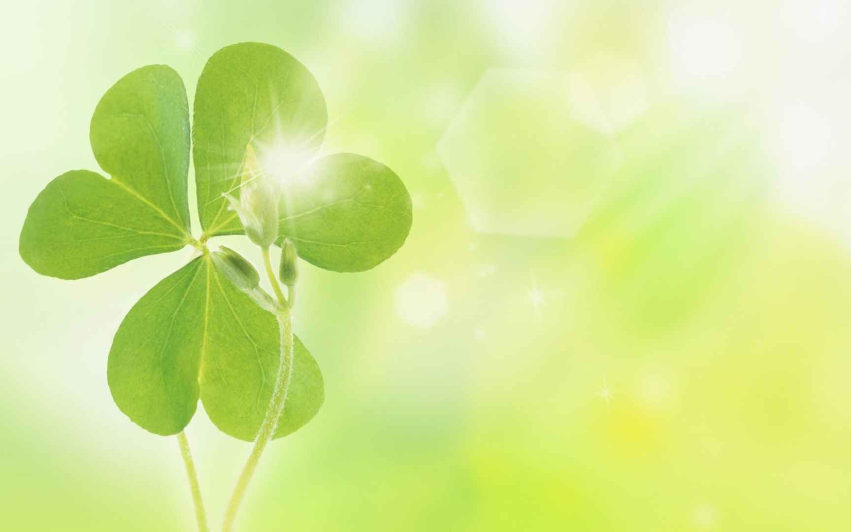 初夏的一抹温暖阳光桌面壁纸