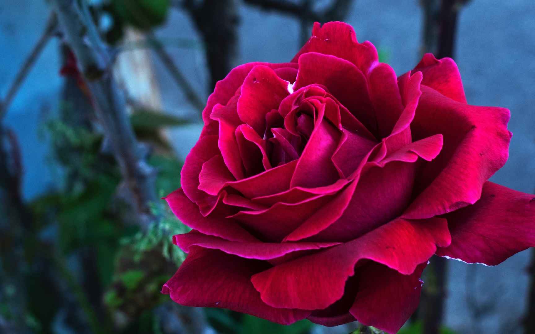 高清娇艳动人的玫瑰花电脑桌面壁纸