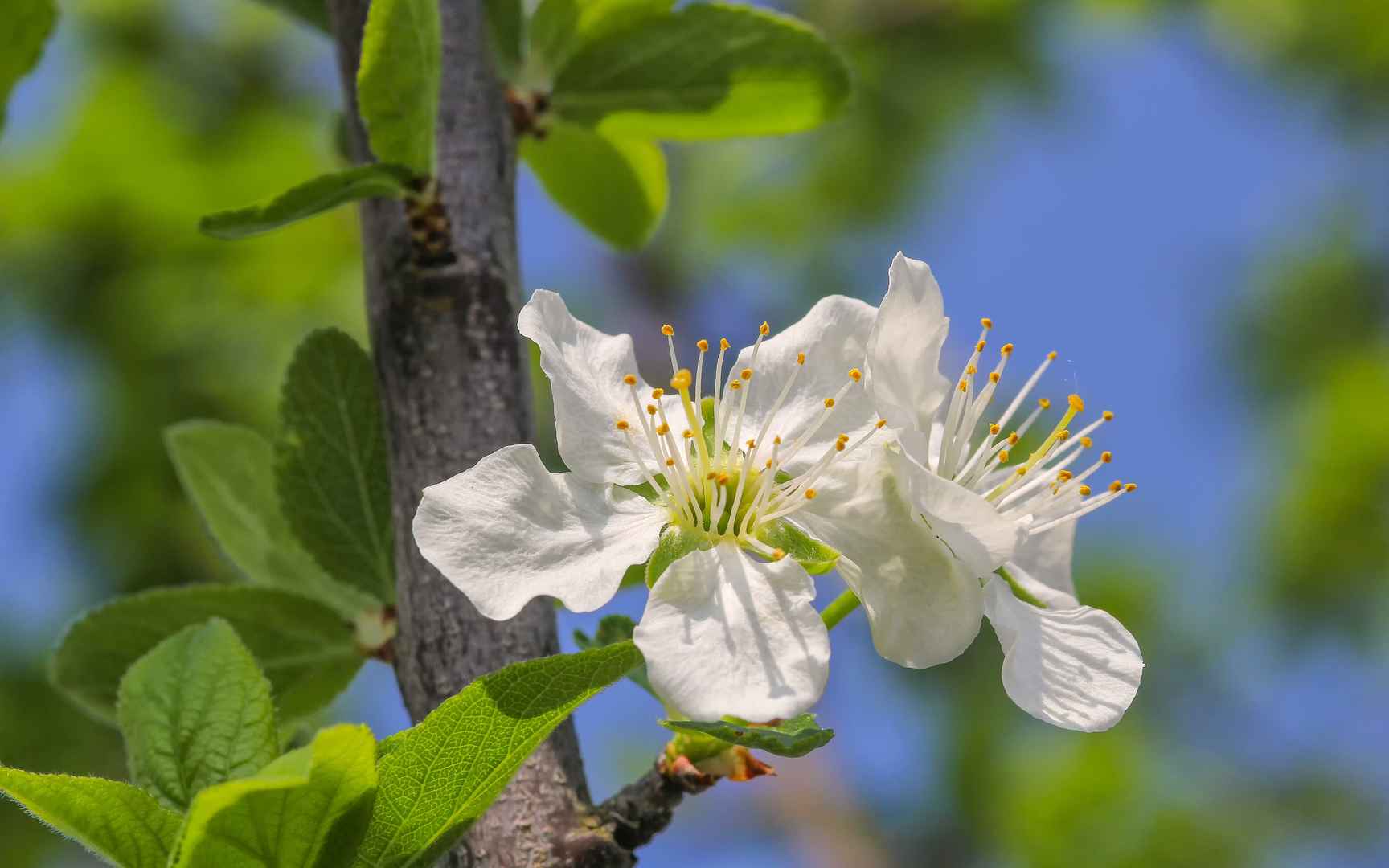 高清李子树花开电脑桌面壁纸-