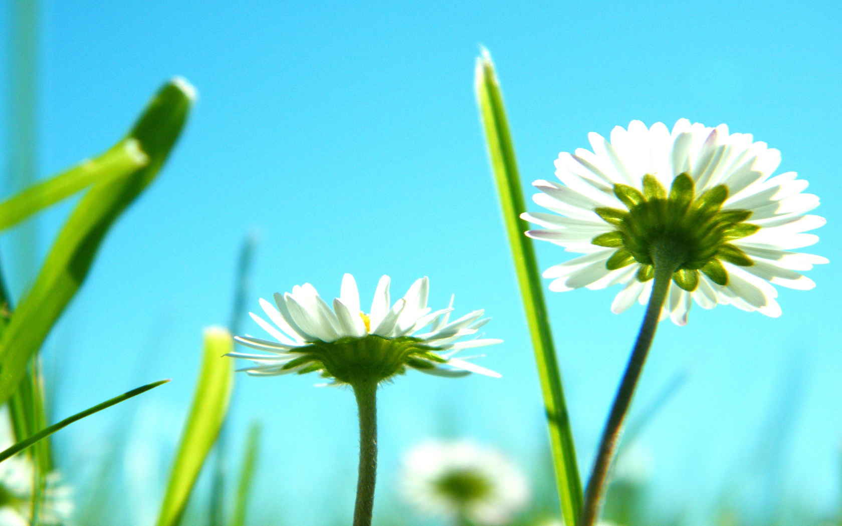 高清雏菊花语电脑桌面壁纸