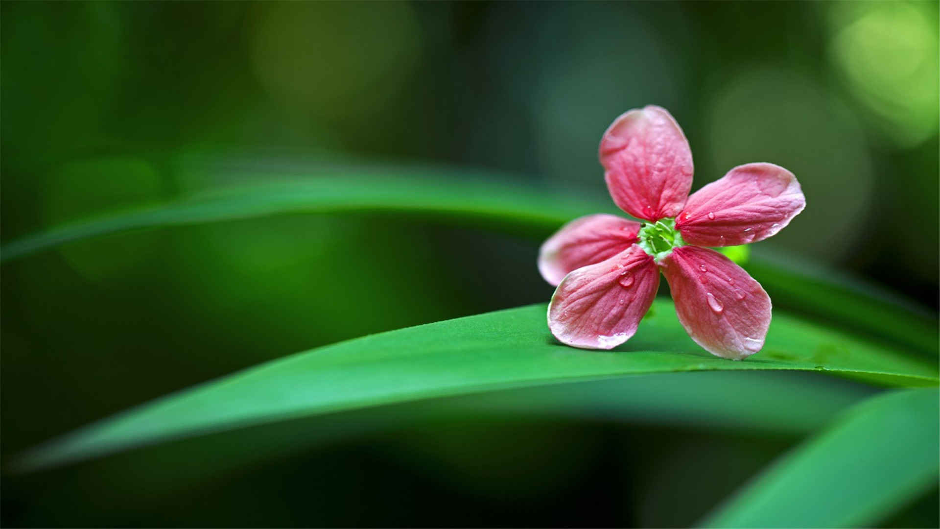 绿色护眼植物高清桌面壁纸-