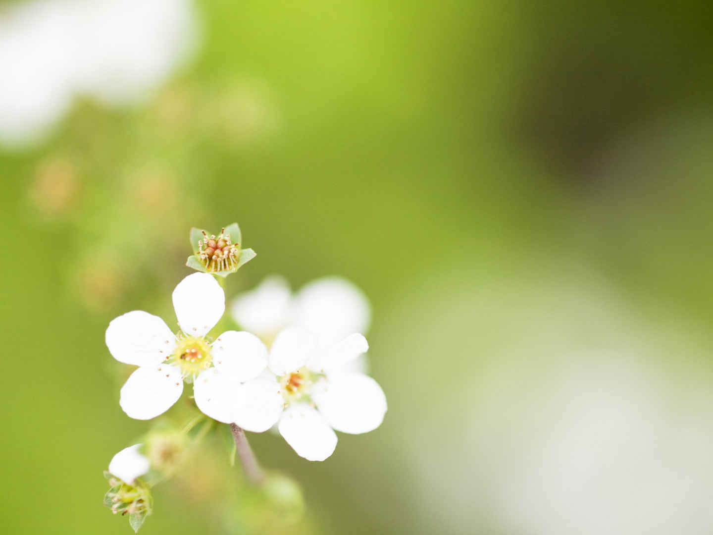 高清花儿朵朵电脑桌面壁纸