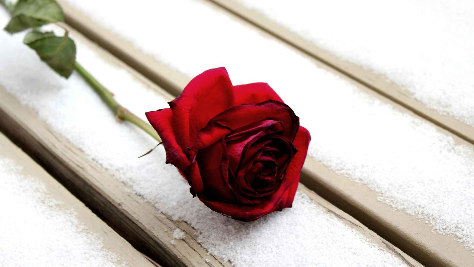 高清红玫瑰花代表爱情电脑桌面壁纸-
