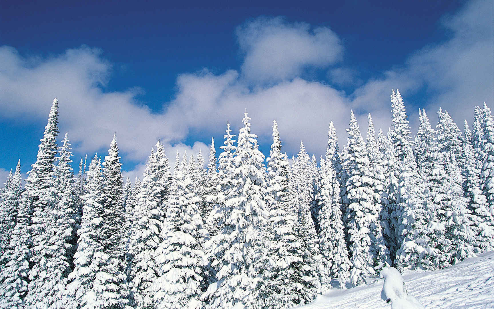 高清冬天森林雪景电脑桌面壁纸-