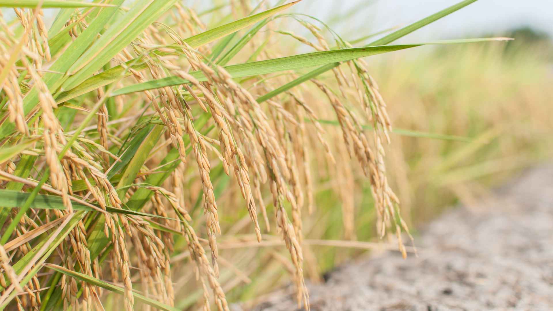 高清稻花香水稻电脑桌面壁纸-