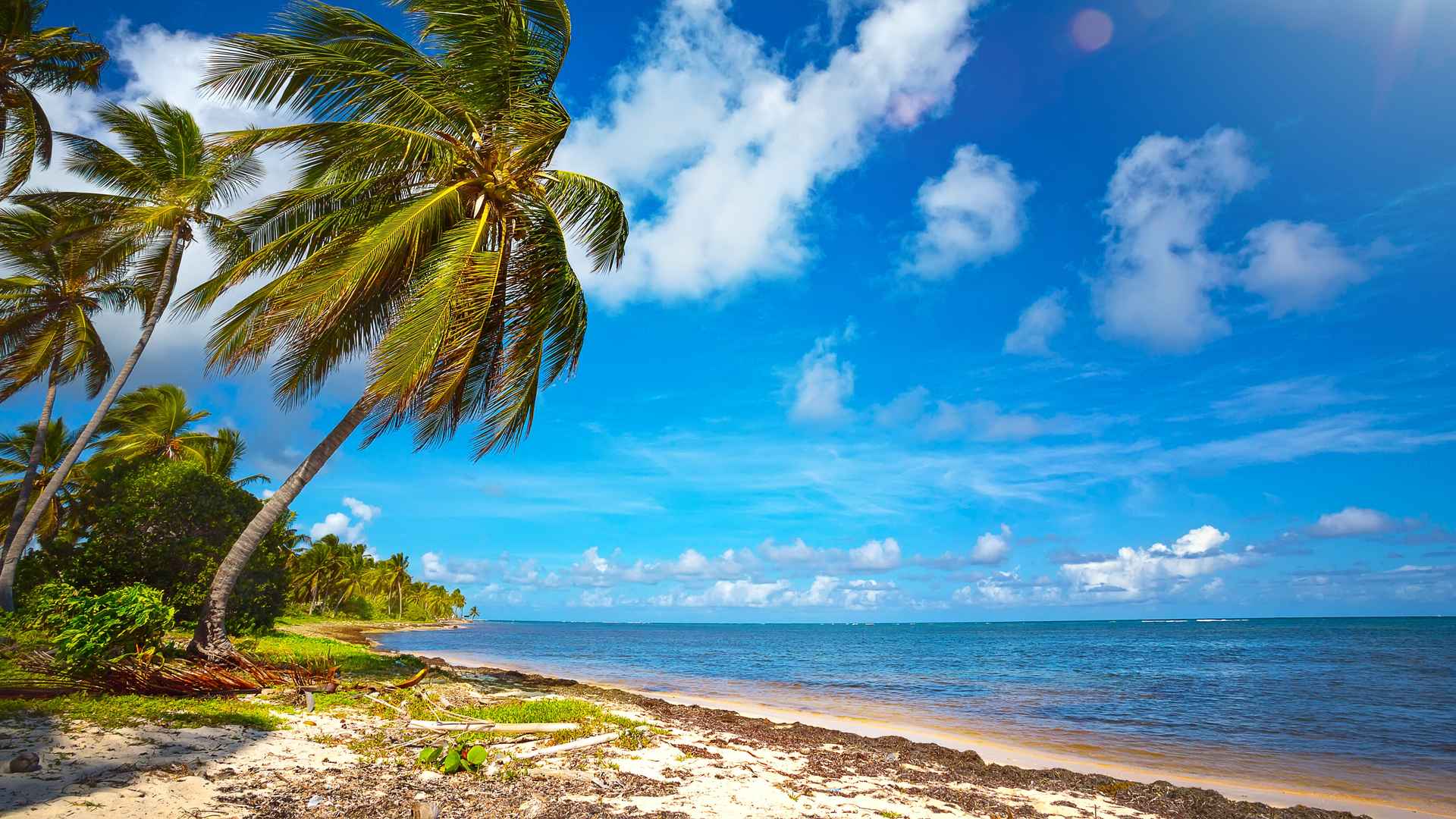 5k高清海滩椰树唯美风景桌面壁纸