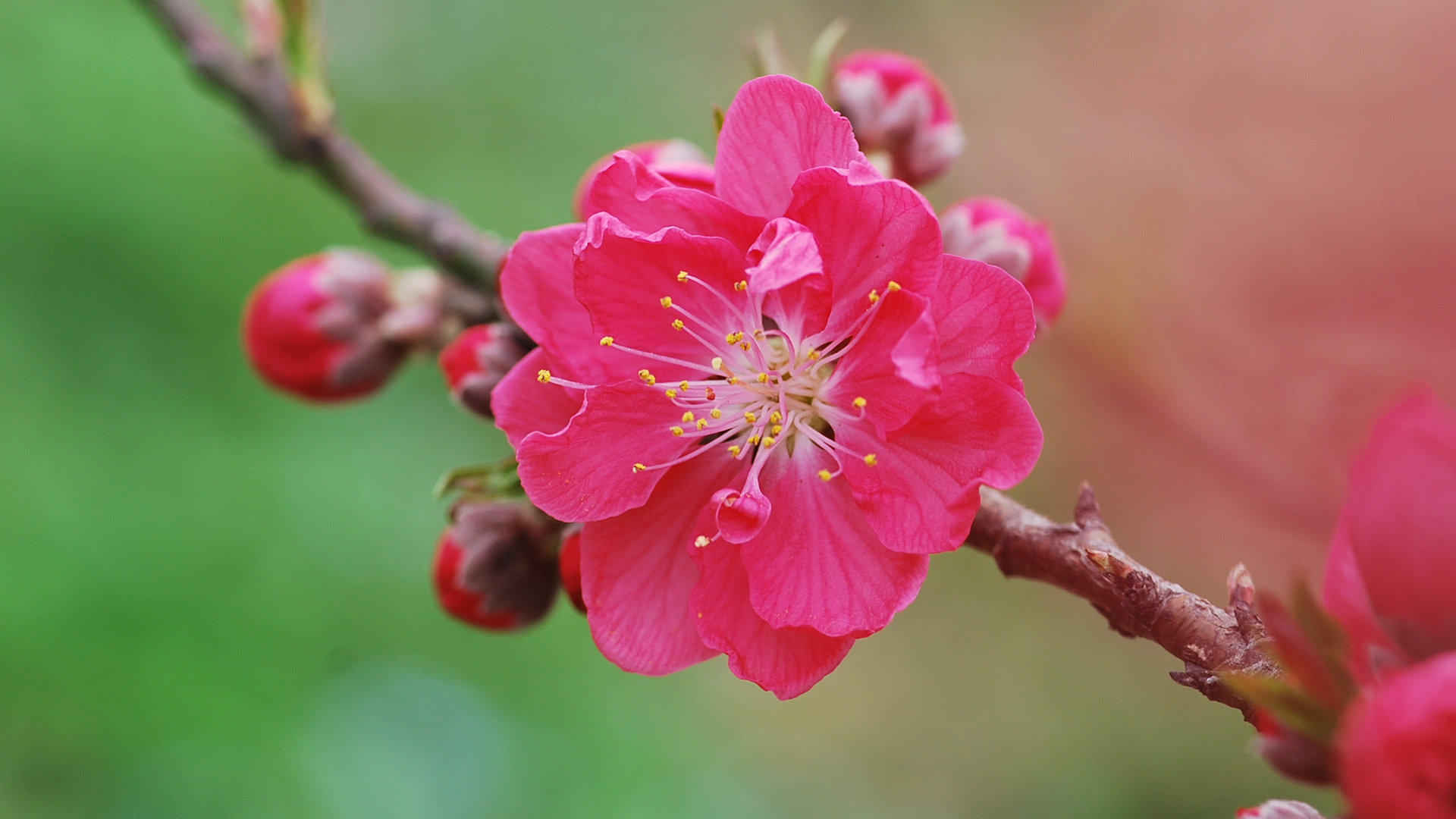 高清红色唯美桃花电脑桌面壁纸-