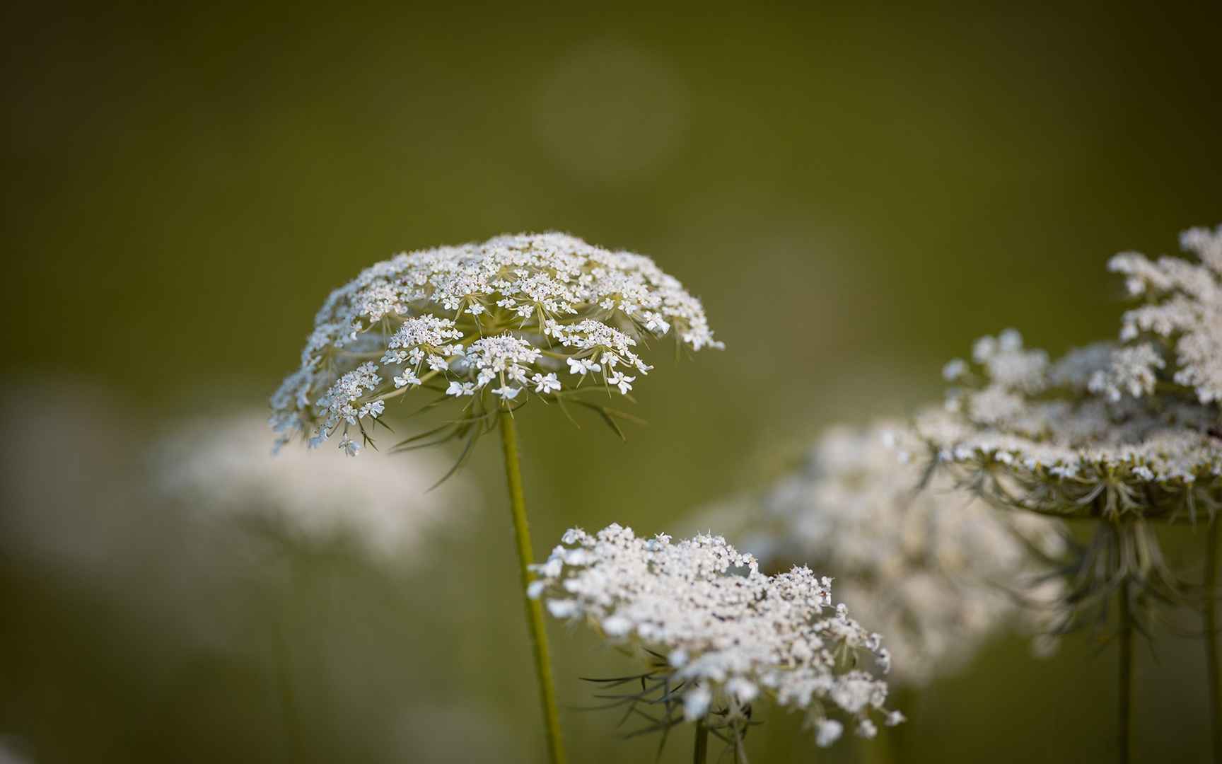 高清蕾丝花（野胡萝卜花）电脑桌面壁纸-