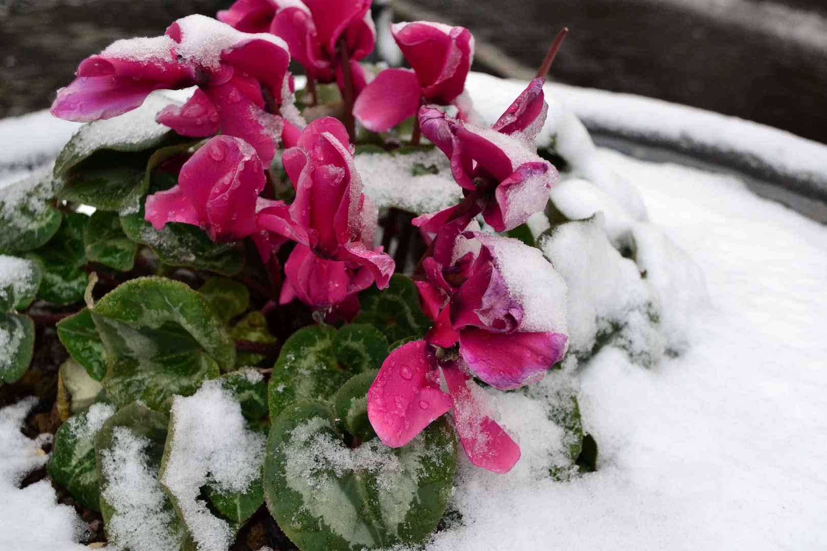 高清花在雪里藏电脑桌面壁纸