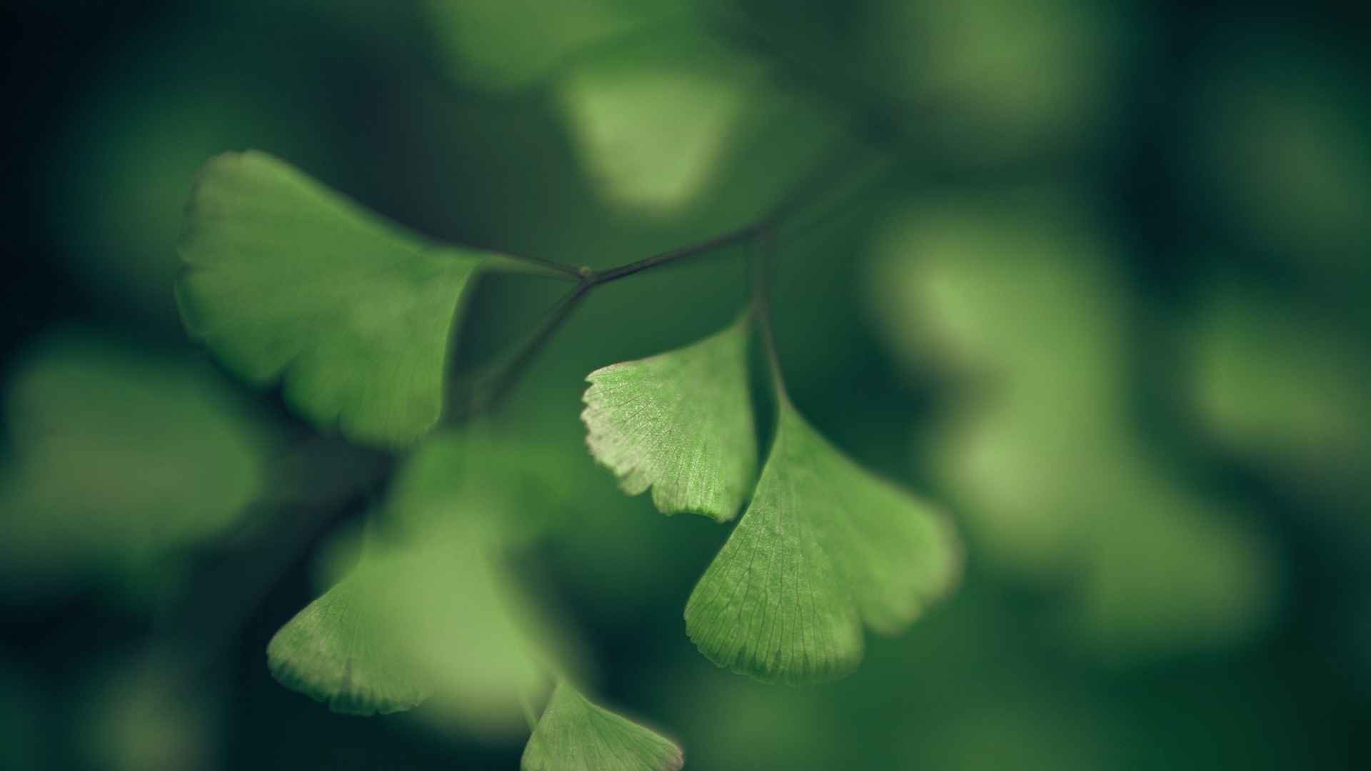 高清能保护眼睛的清新绿色植物电脑桌面壁纸-