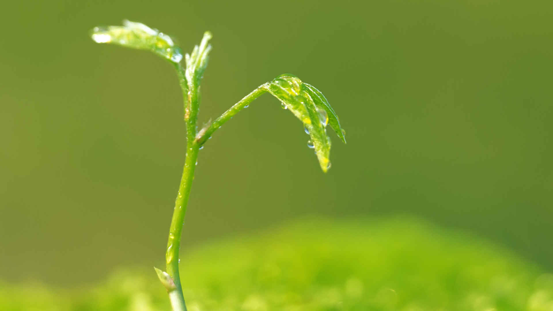 清新绿色护眼高清植物桌面壁纸-