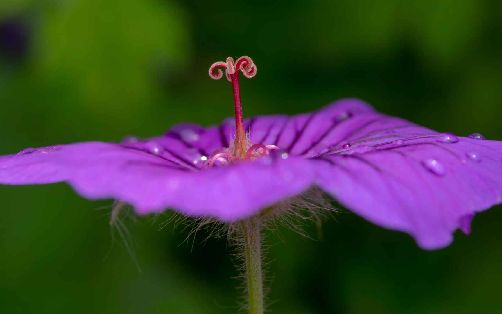 高清近拍雨滴下的小清新花花世界电脑桌面壁纸-