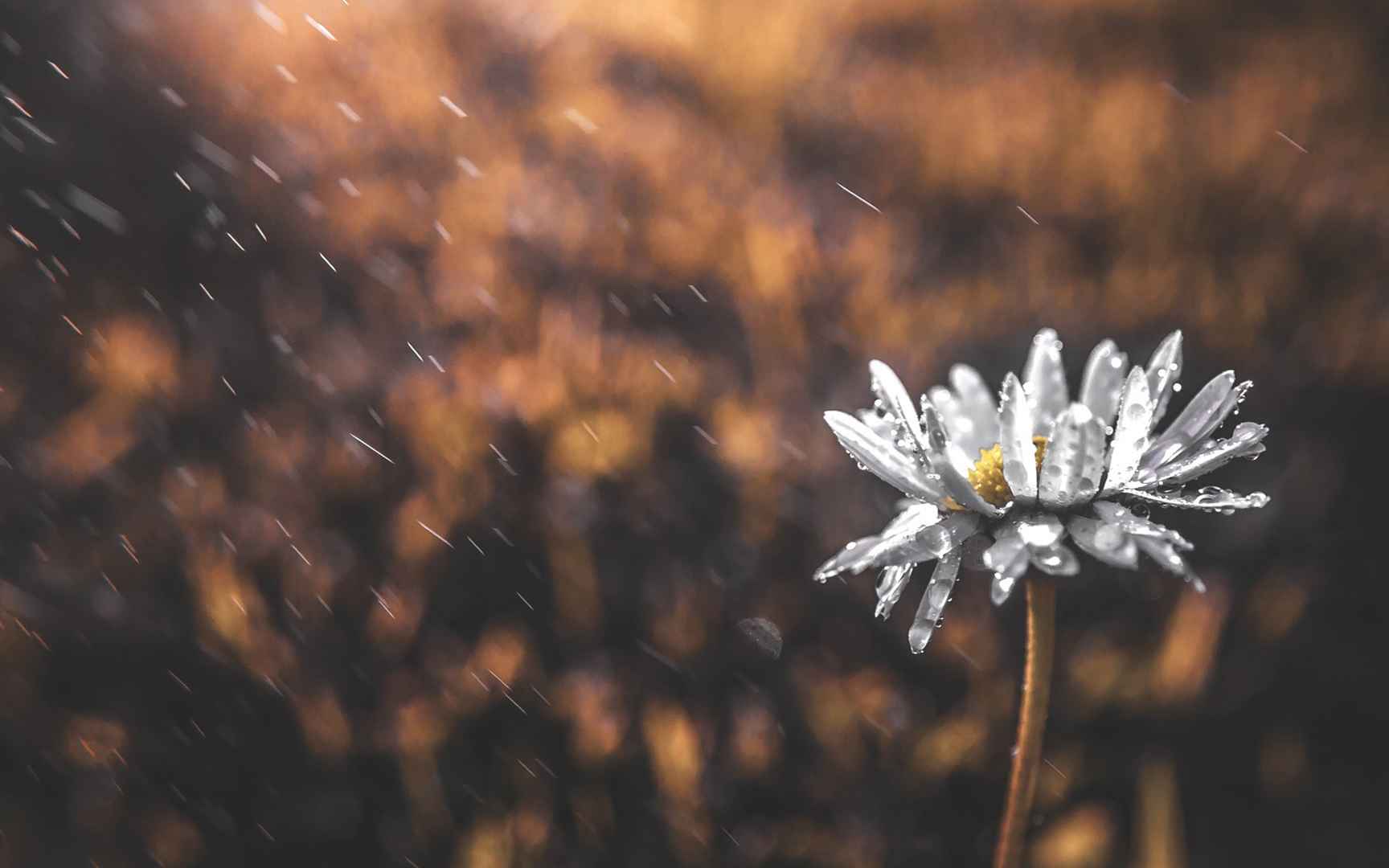 春雨的时光桌面壁纸