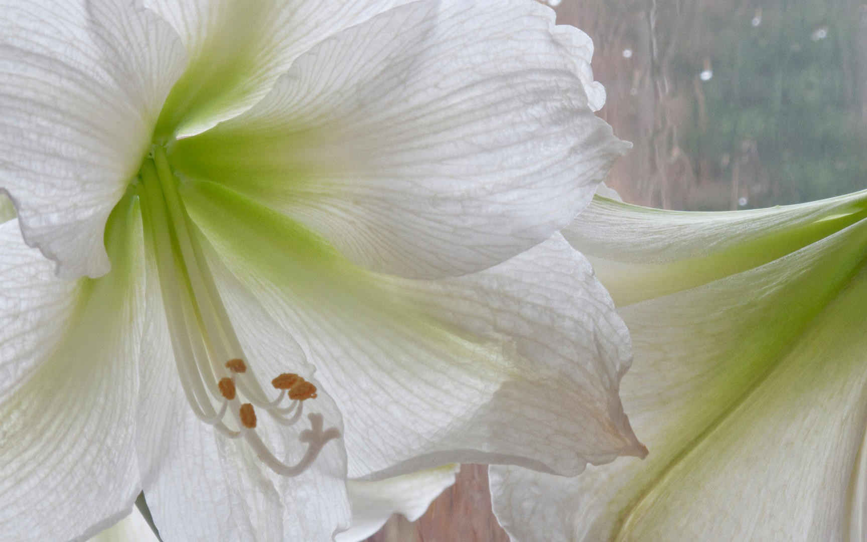 高清百合花特写电脑桌面壁纸