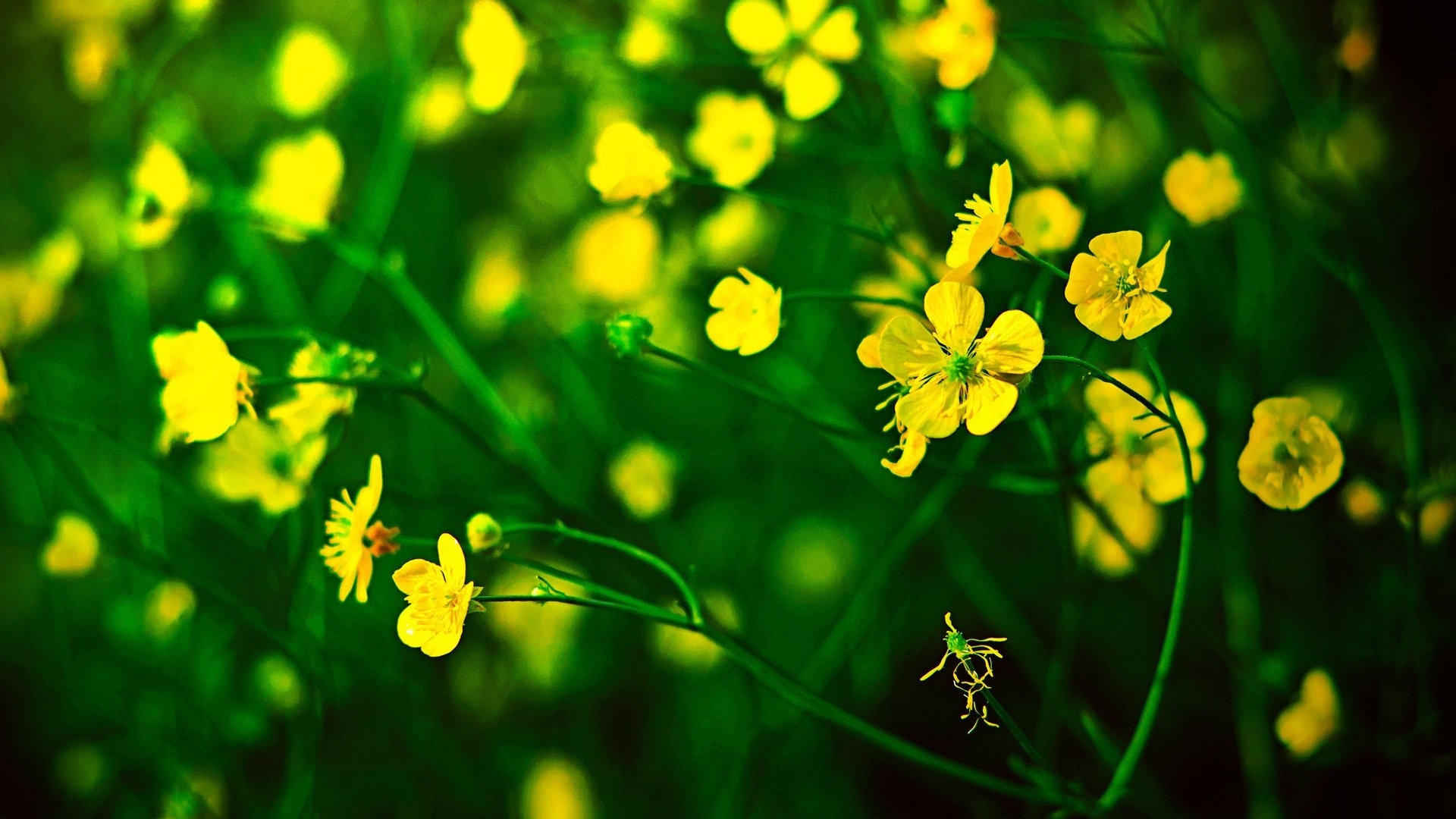 高清高清油菜花花海电脑桌面壁纸-