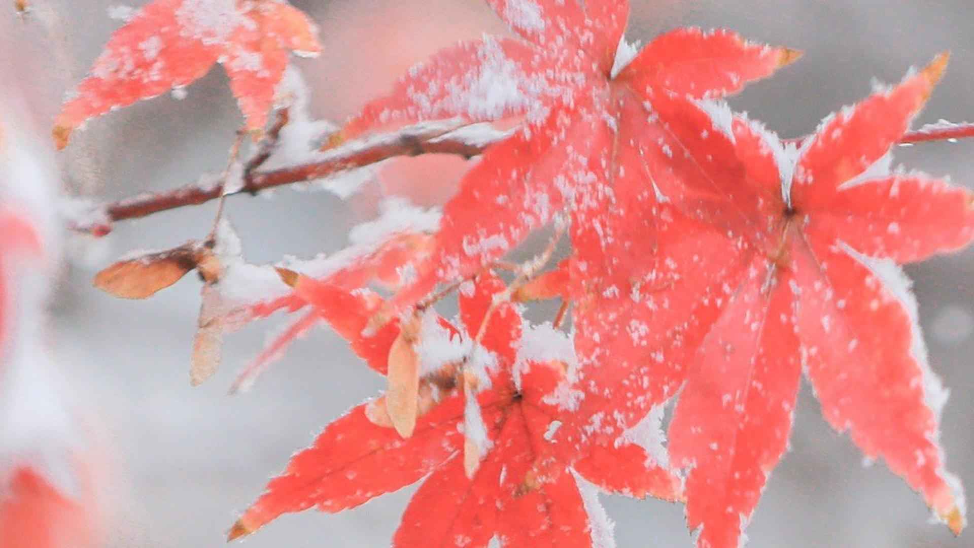 高清冬季唯美迷人的雪中枫叶电脑桌面壁纸-