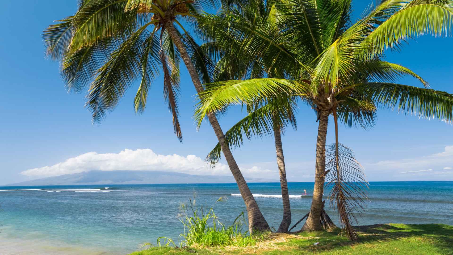 5k高清海滩椰树唯美风景桌面壁纸