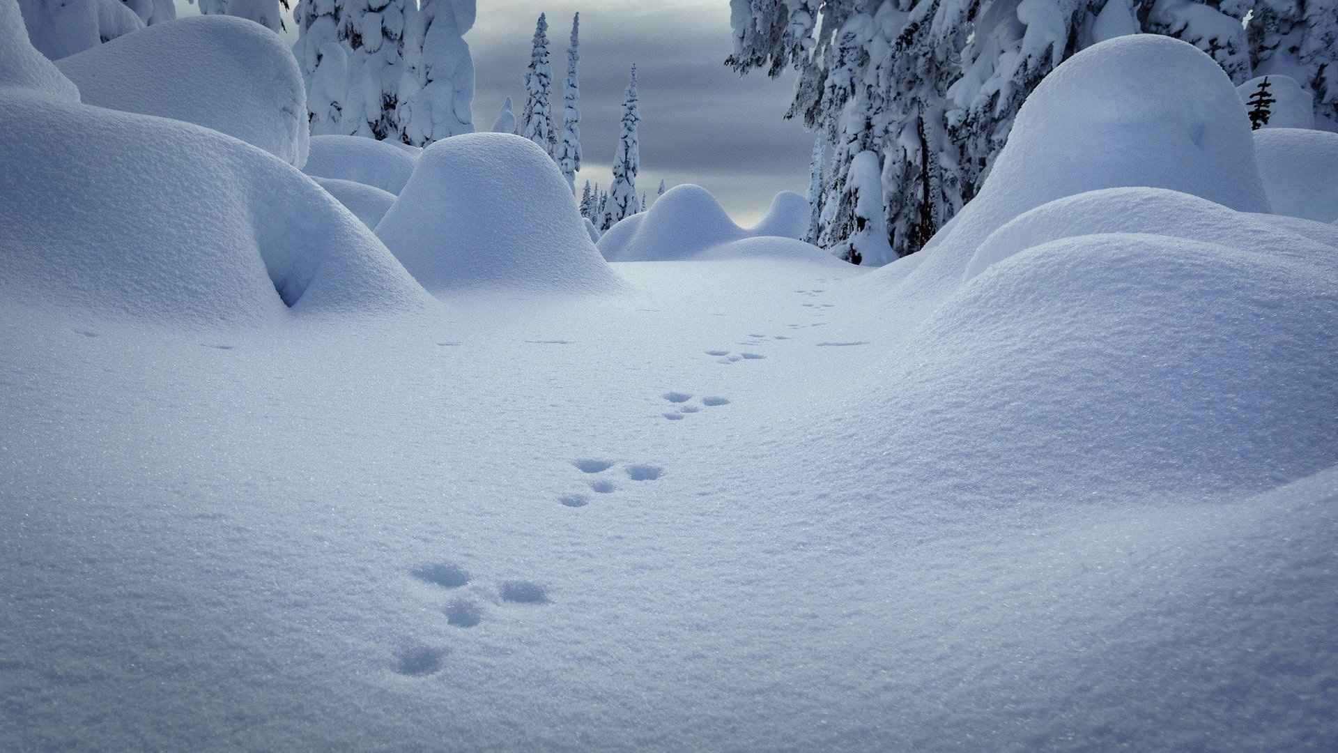 高清浪漫唯美的雪景电脑桌面壁纸-