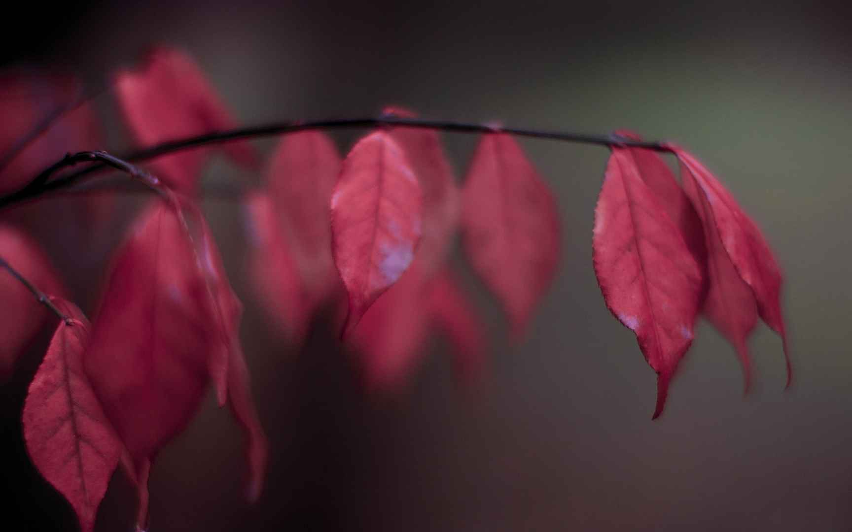 北京香山秋天的红叶桌面壁纸