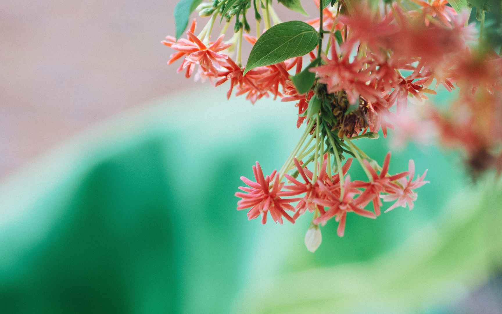 高清花朵盛开的季节电脑桌面壁纸