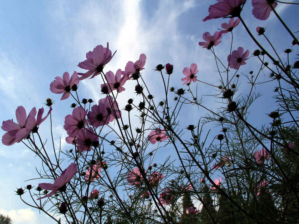 高清揽格桑花入梦电脑桌面壁纸-