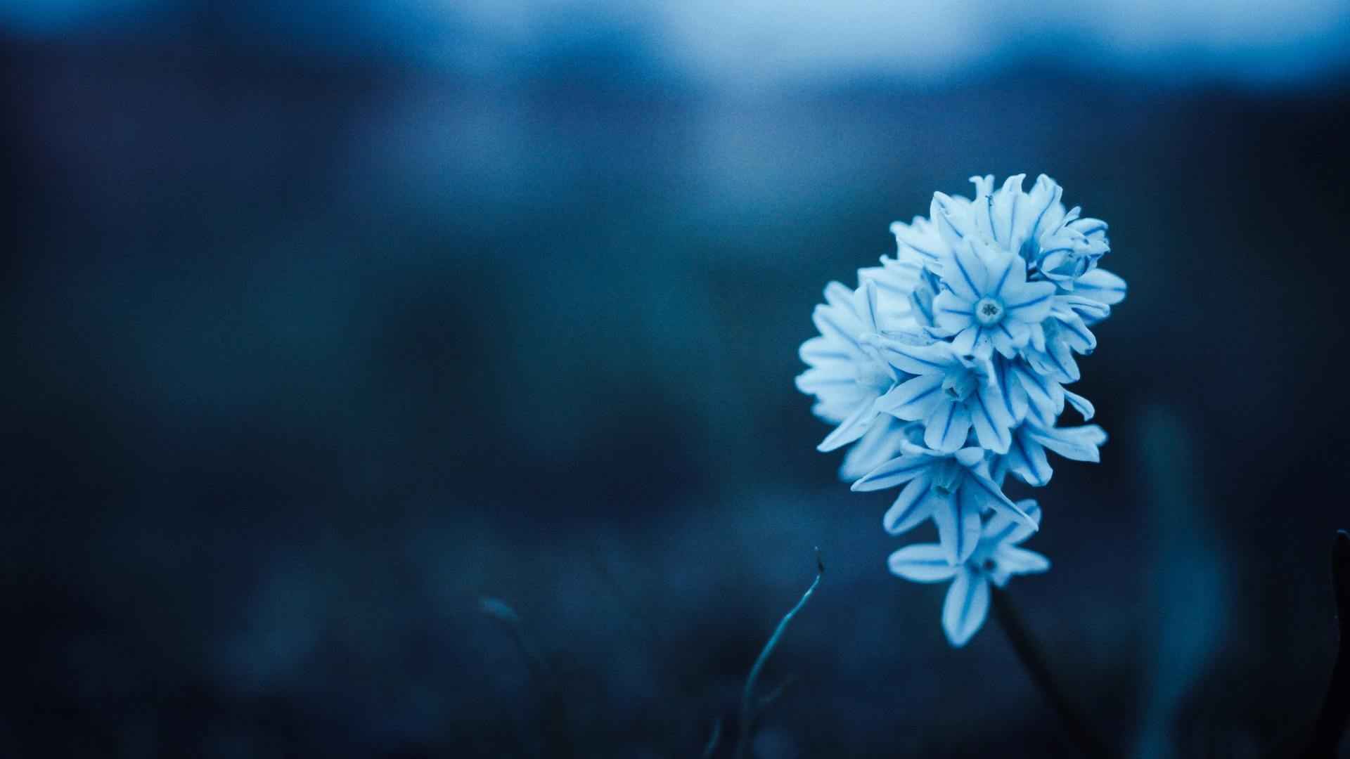 高清蓝色的花朵电脑桌面壁纸-