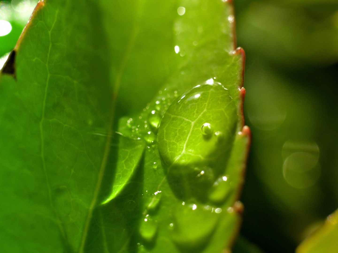 高清绿色护眼电脑桌面壁纸-