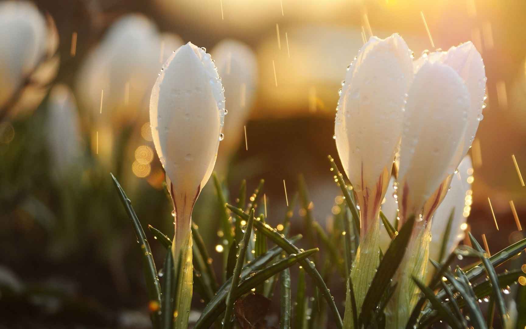 春雨的时光桌面壁纸