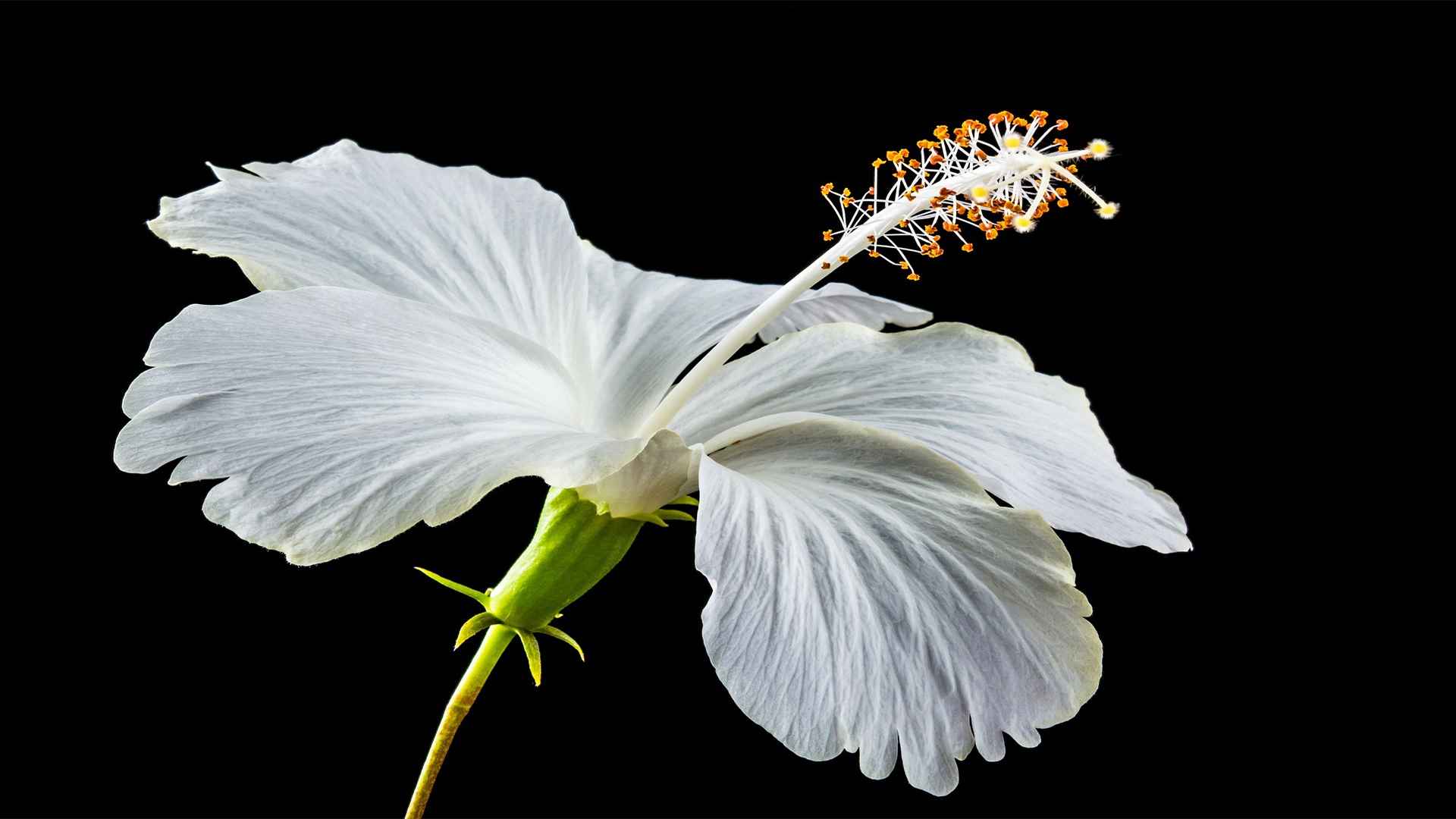 高清并蒂芙蓉电脑桌面壁纸