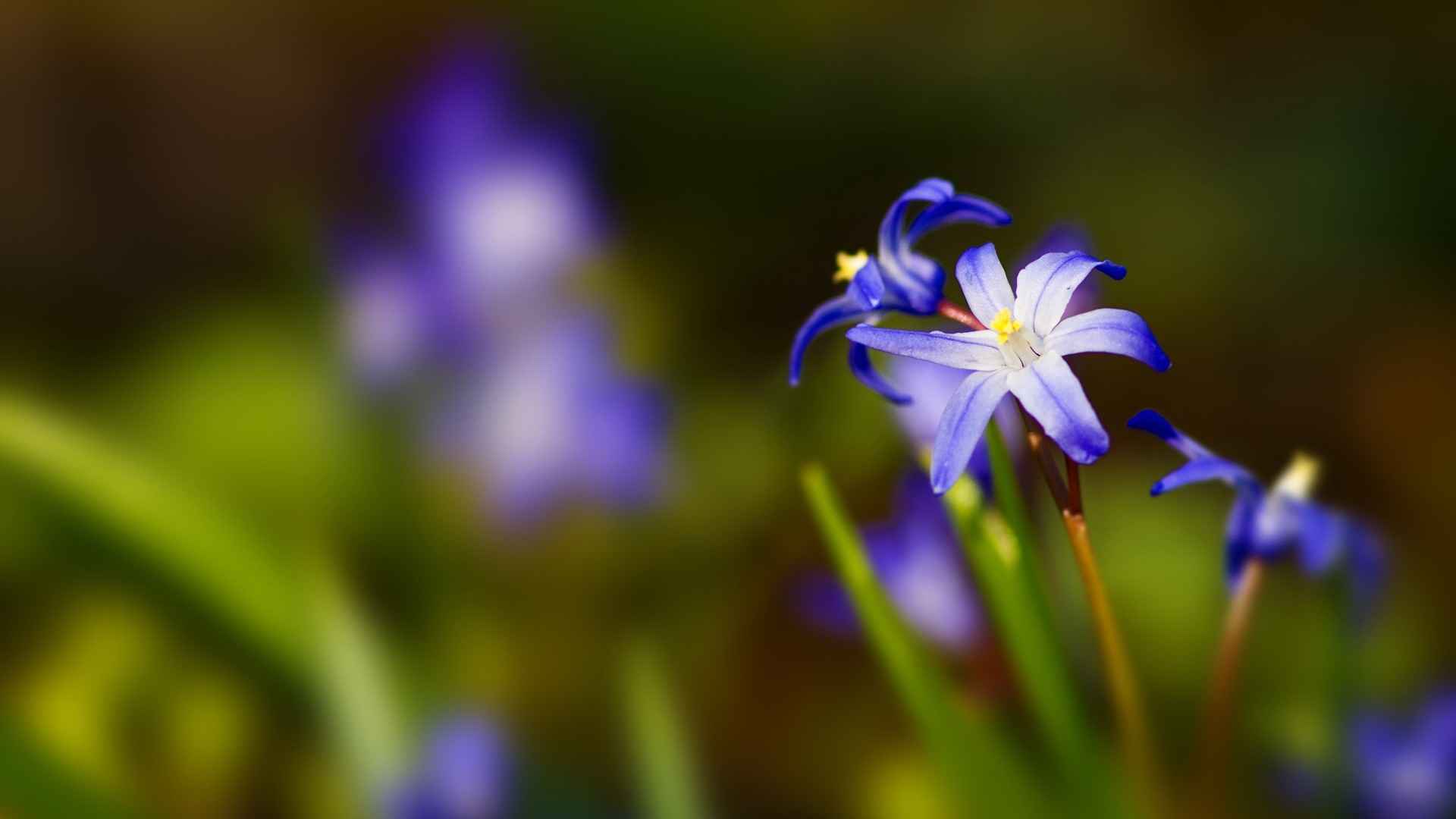 高清花草密语电脑桌面壁纸-