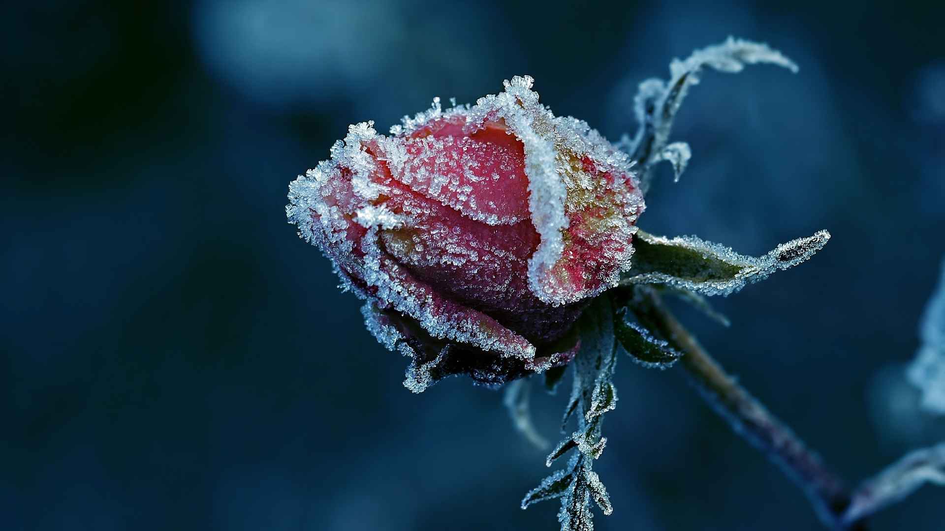 高清既然冬已至,那就静候霜花电脑桌面壁纸