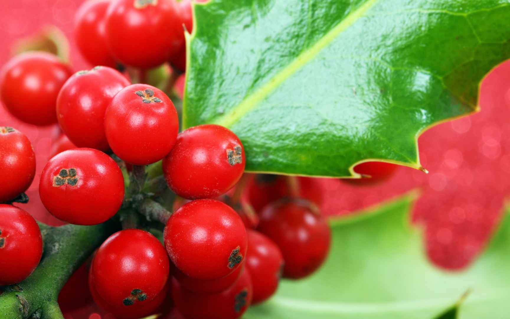 高清冬青树的花语是生命电脑桌面壁纸-