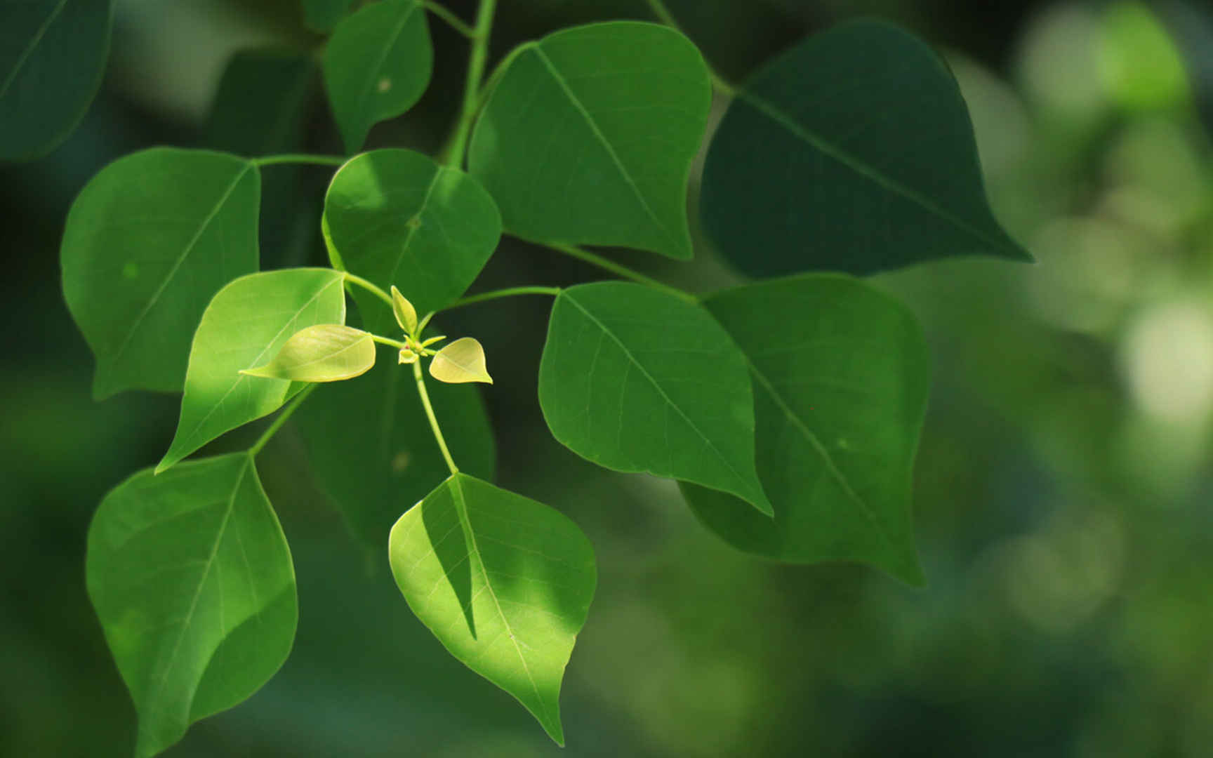 绿色护眼植物图片桌面壁纸