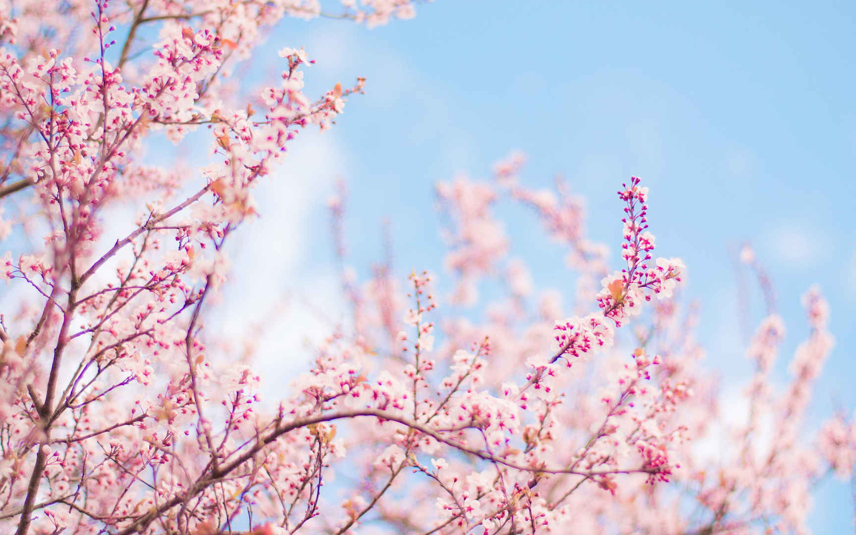 高清粉嫩浪漫樱花电脑桌面壁纸