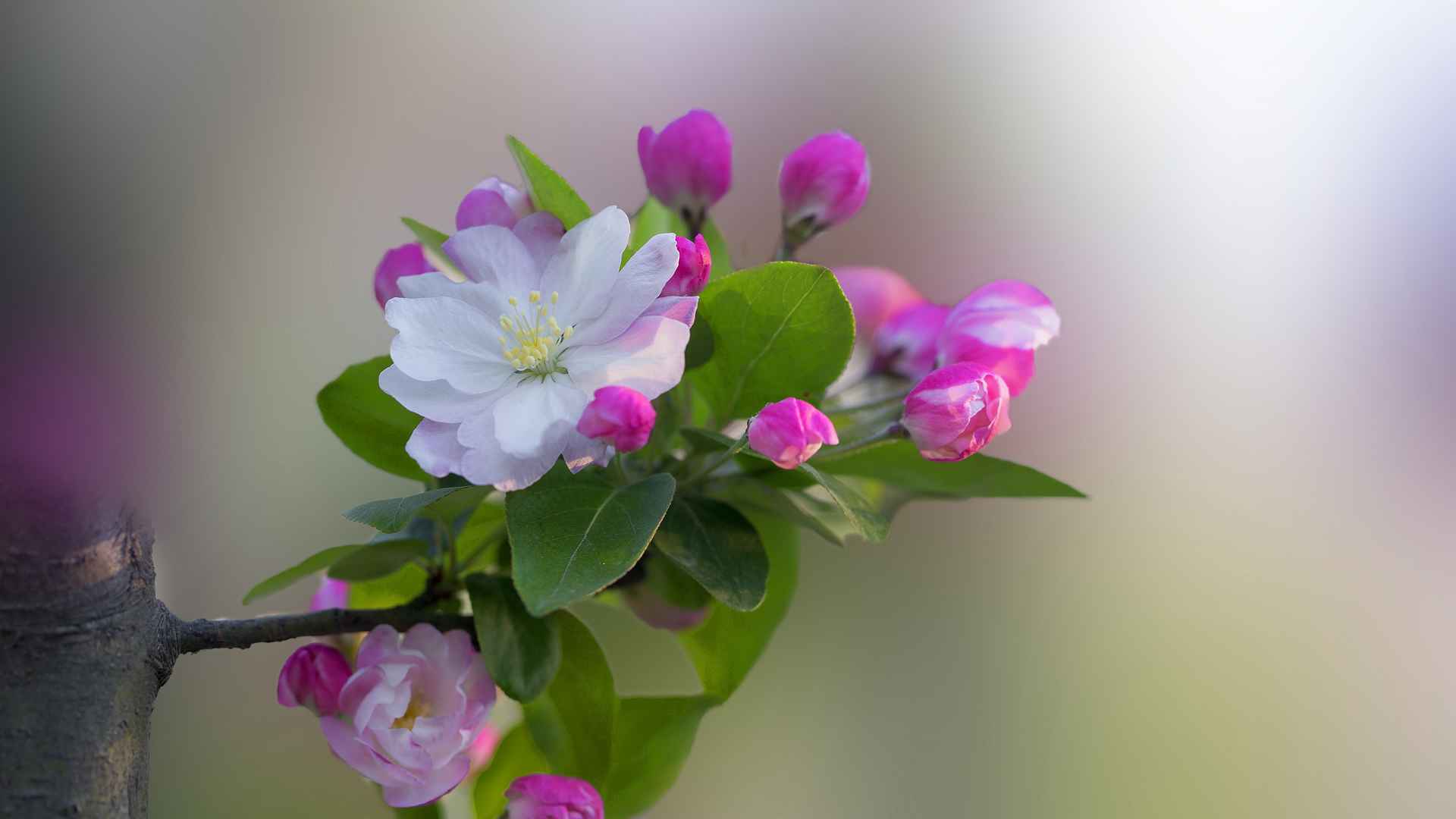 高清5k高清粉色海棠花唯美图片电脑桌面壁纸