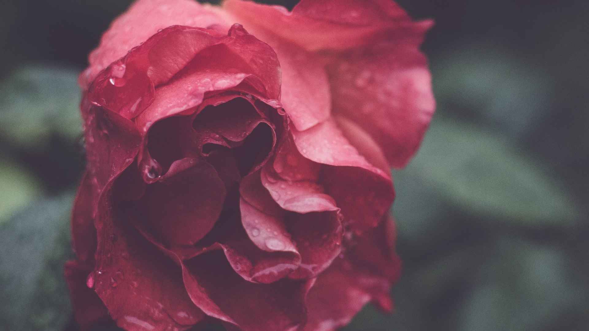 高清2020浪漫的七夕玫瑰花电脑桌面壁纸
