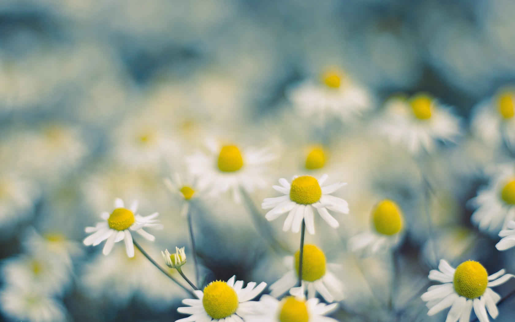 高清芬芳的花儿电脑桌面壁纸