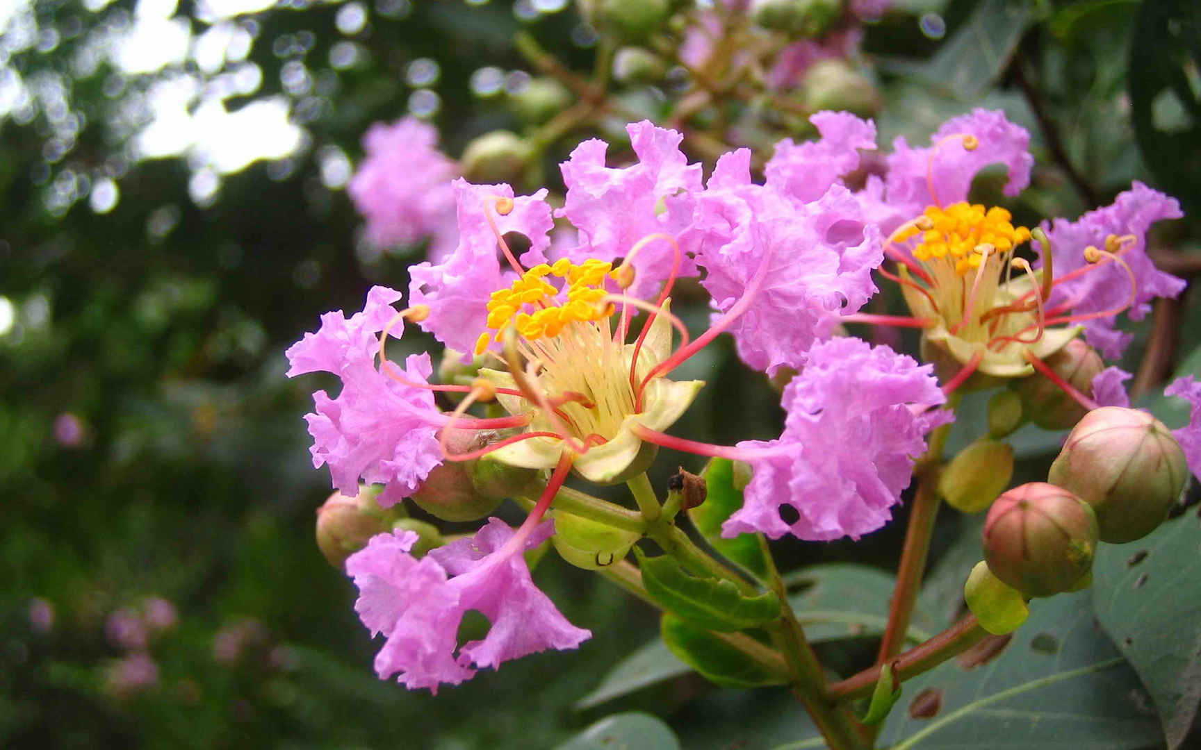 高清花满枝头紫薇花电脑桌面壁纸-