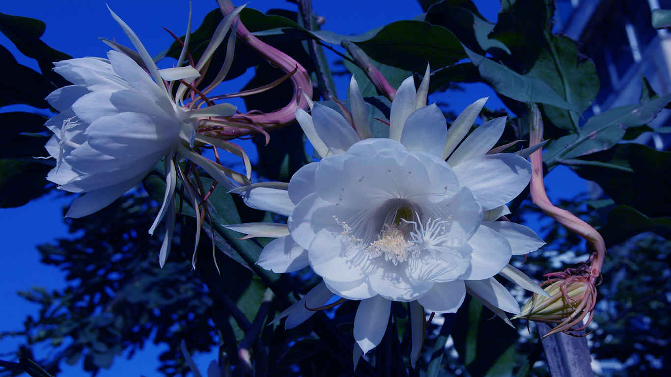 高清蓝色的昙花电脑桌面壁纸