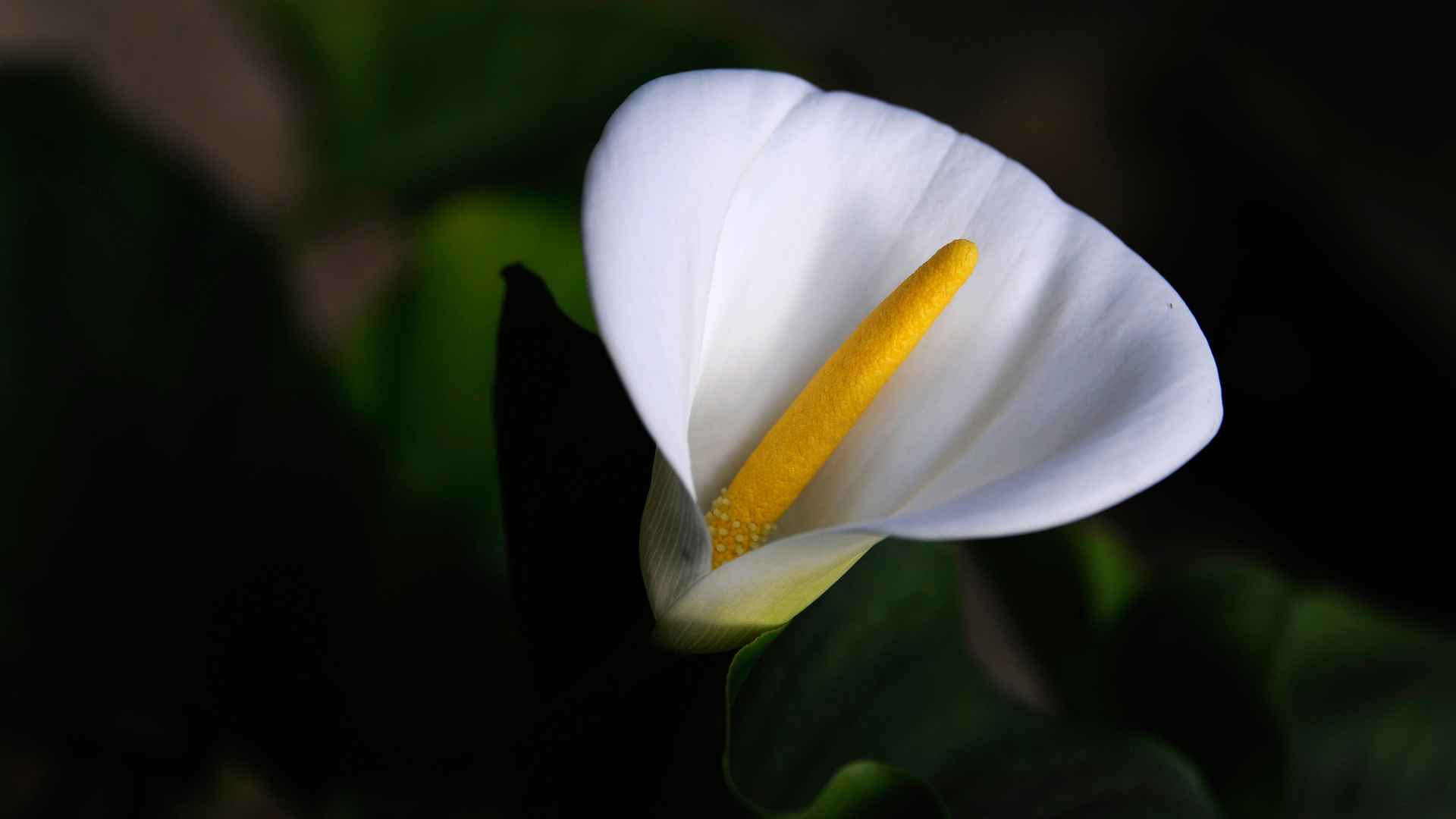 高清白色的马蹄莲花电脑桌面壁纸