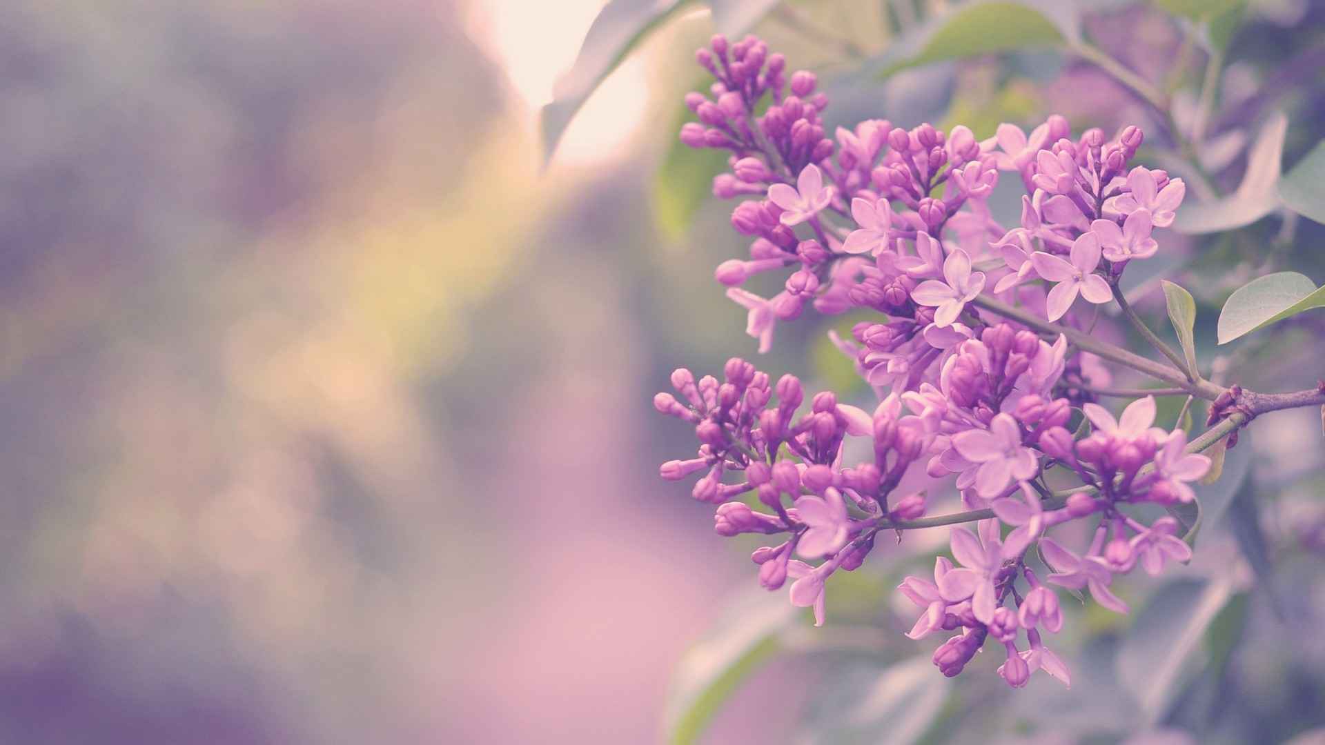 高清春暖花开的日子电脑桌面壁纸-