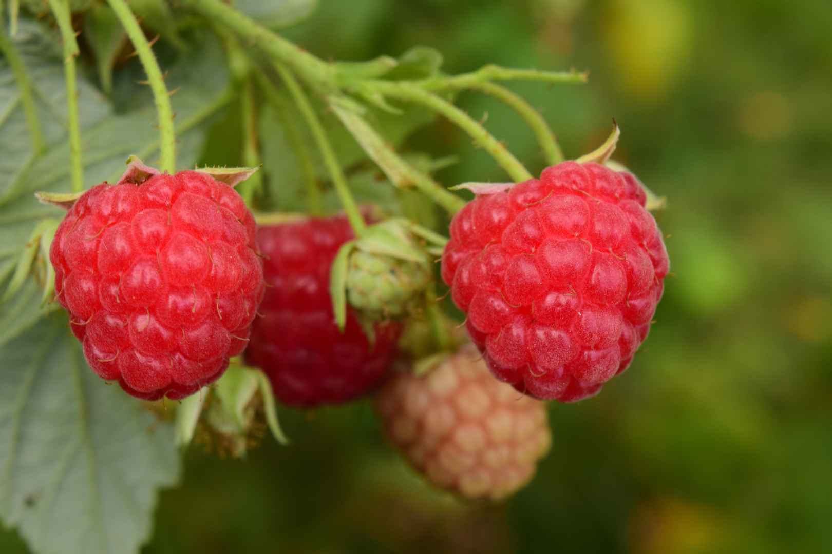 高清红彤彤的水果山莓电脑桌面壁纸-