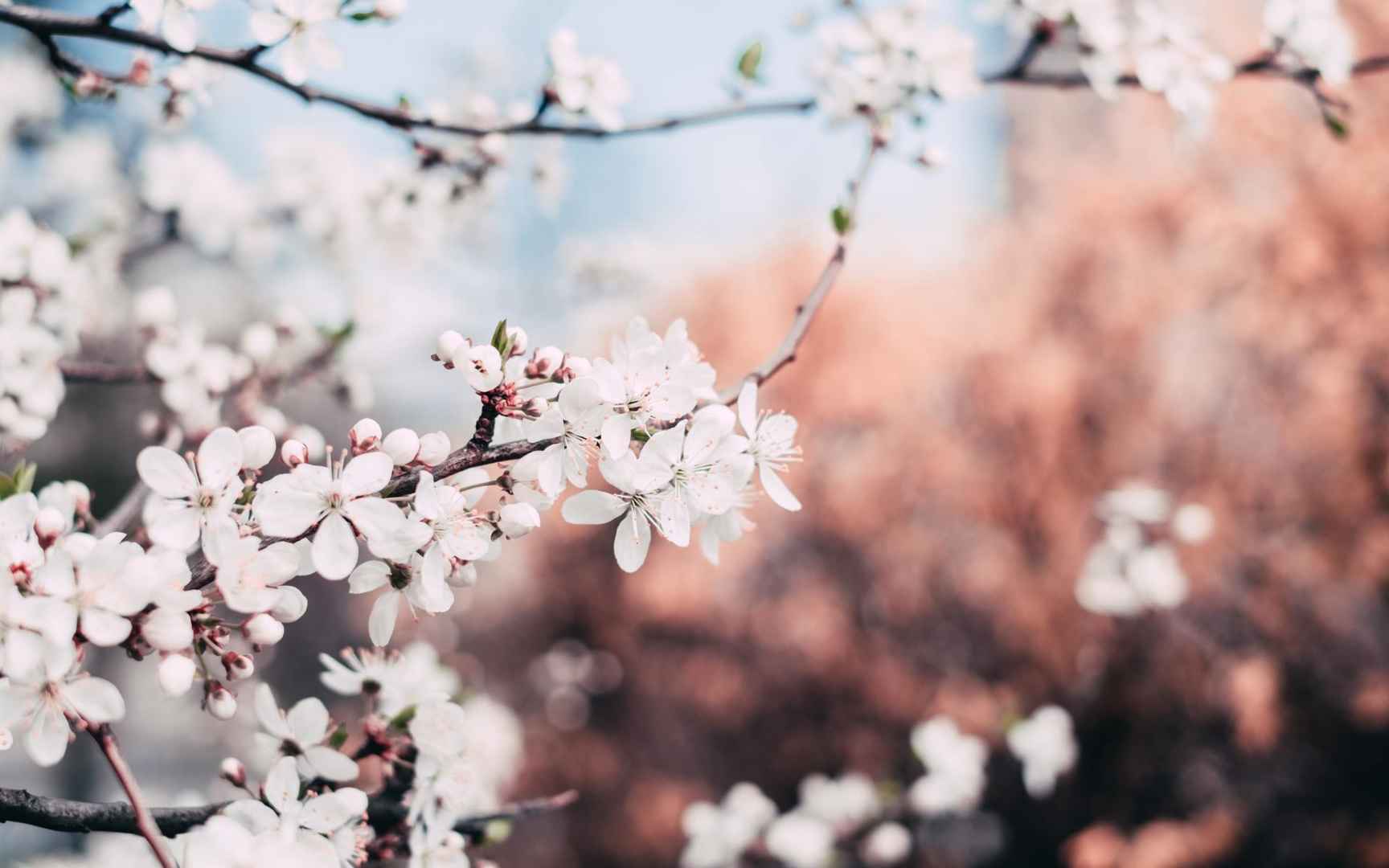 高清浪漫又唯美的樱花梦幻世界电脑桌面壁纸