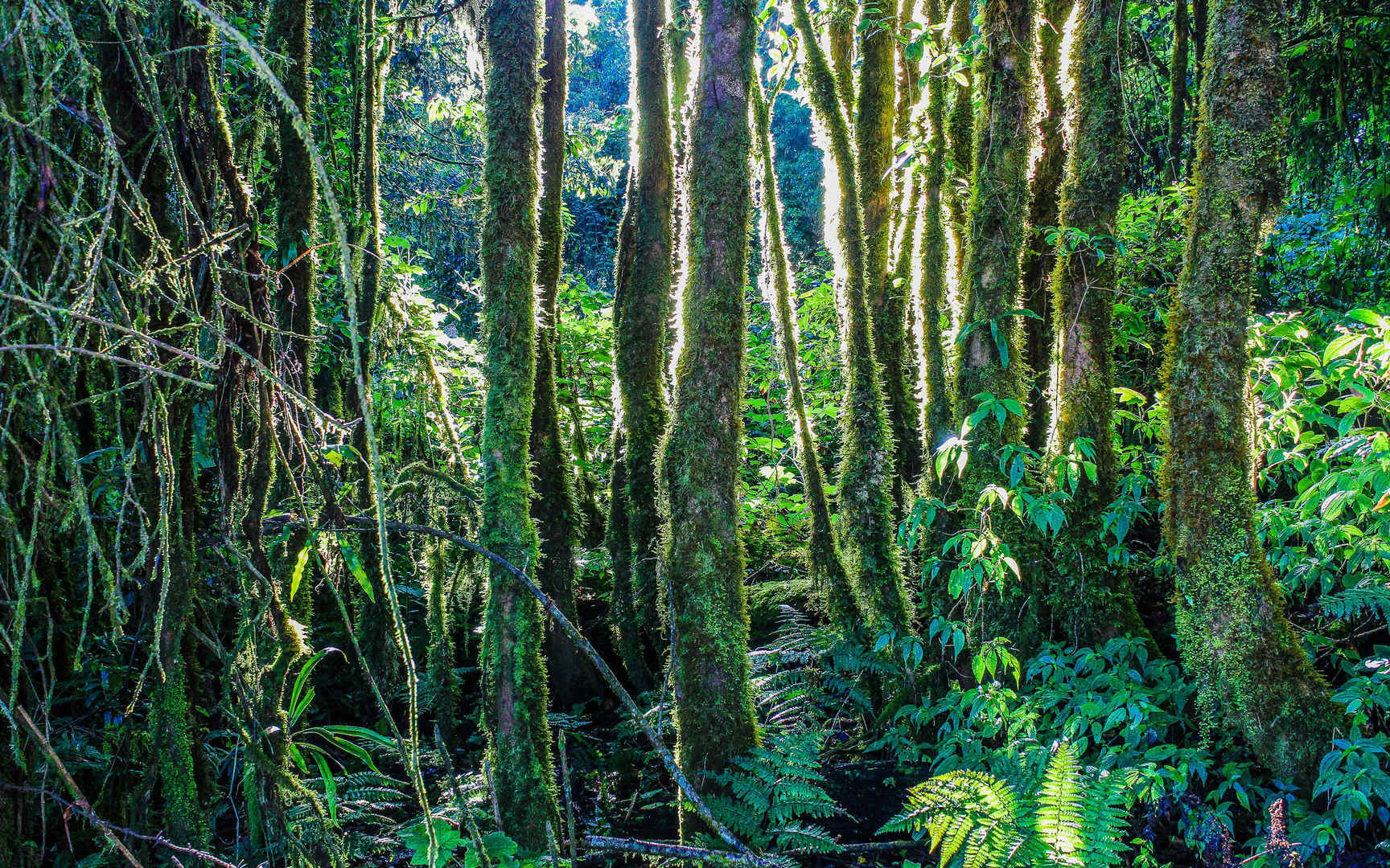 热带雨林毛刺植物高清图片-